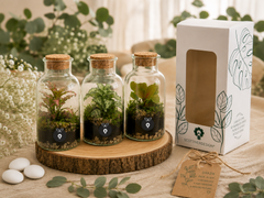 Mini Terrarium in bottiglia