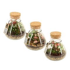 Bomboniera Green | Terrarium New Laborantin  - HAR_L3W500