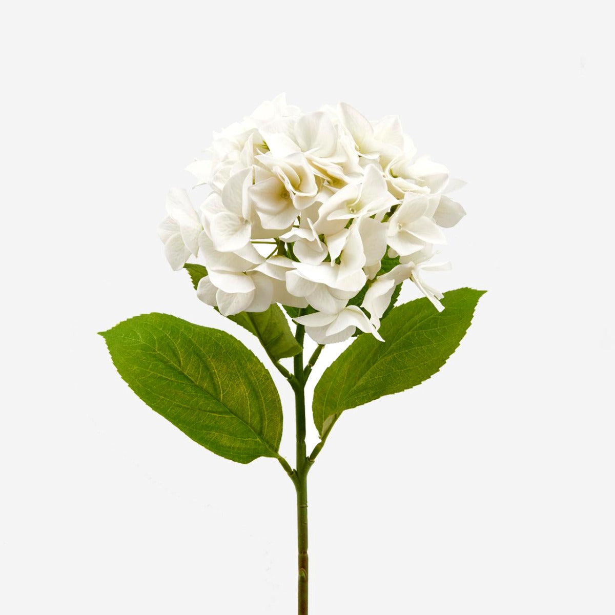 Ortensia artificiale Bianca Real Touch H50 | Fiori artificiali Real Touch - 215750,12