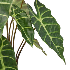 Pianta Artificiale Alocasia H 40cm | Piante Artificiali di Qualità