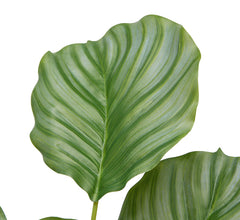 Pianta di Calathea Artificiale x 10 Rami H50 | Piante Artificciali di Qualità