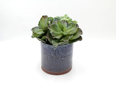 Pianta Succulenta artificiale H20 - 231606,95