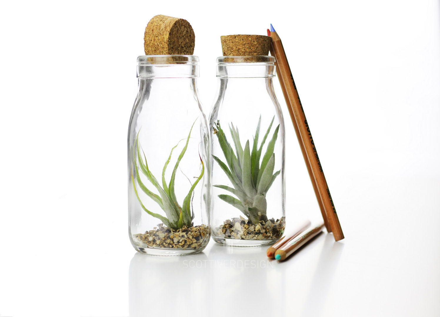 Tillandsia Bottle: Piante di Tillandsia in vetro - GLASS & GRASS BOTTLE