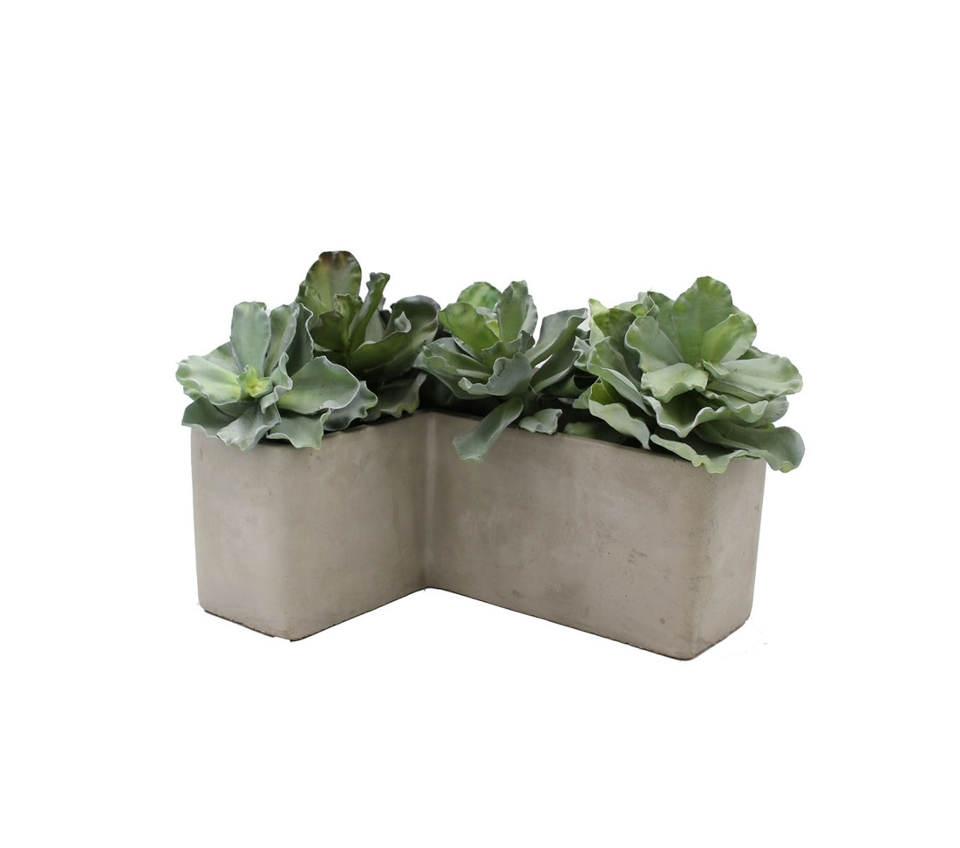 Pianta Succulenta artificiale H20 - 231606,95