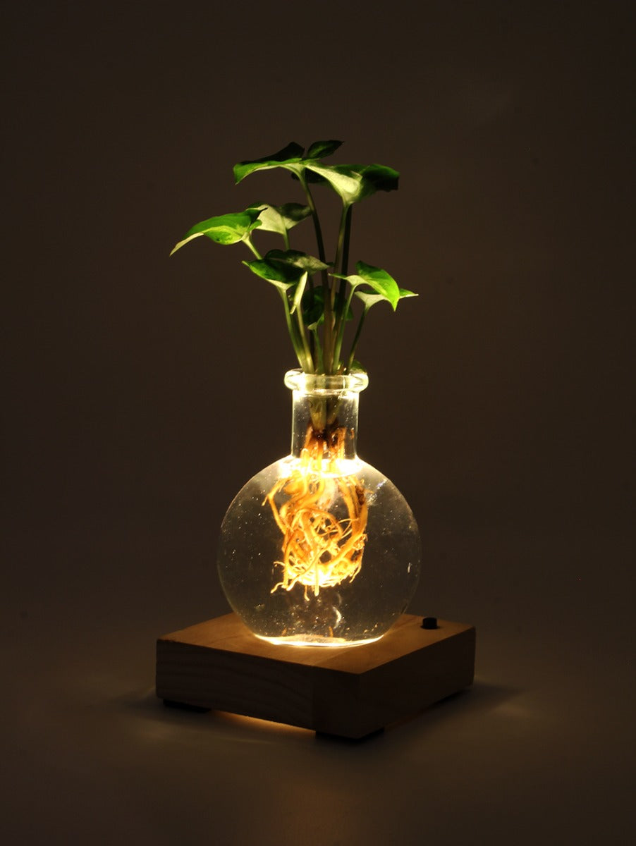 Syngonium in sfera di vetro su base LED - Syngonium-sfera-led