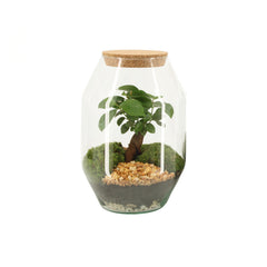 Kit Terrarium Fai da Te Ginseng H25 – Crea il tuo Ecosistema in Vetro