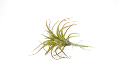Cespuglio pianta Tillandsia: piante artificiali di qualità  - 230986,48